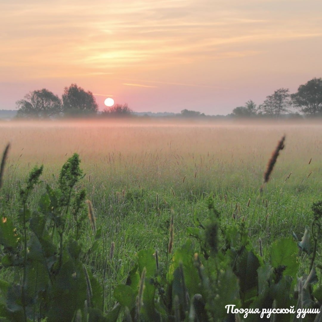 Рассвет туман роса. Утренняя степь. Раннее утро. Раннее утро в поле. Луг на рассвете.
