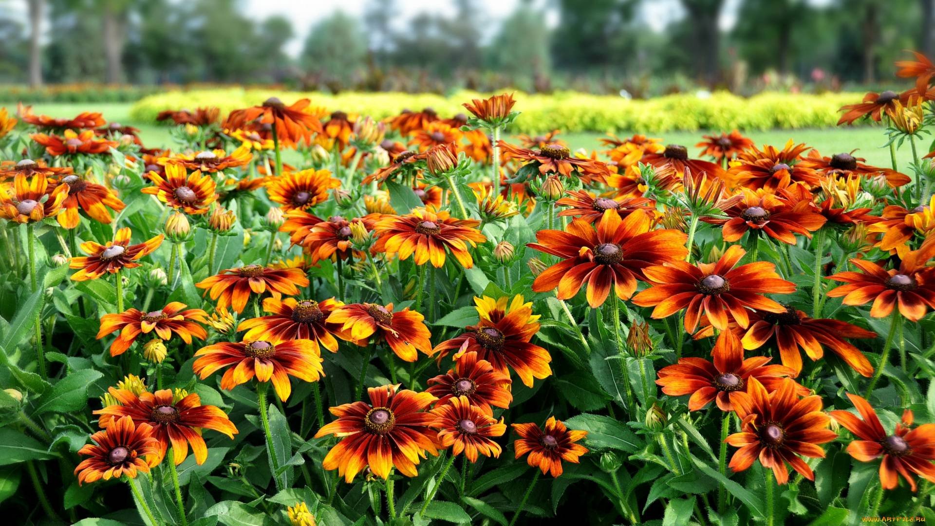 Рудбекия Rudbeckia Flamenco Yellow