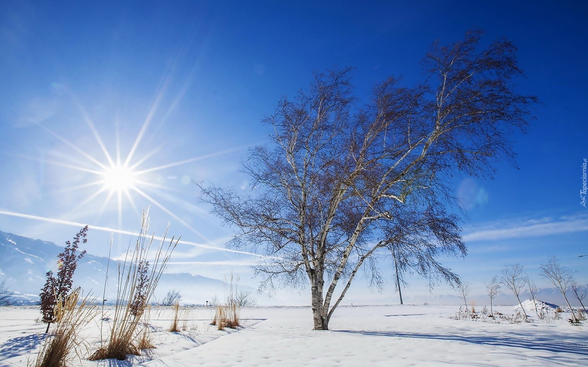 Зимний день воздух. Зима солнце. Солнечный зимний день. Яркое солнце зимой. Ясный день зимой.