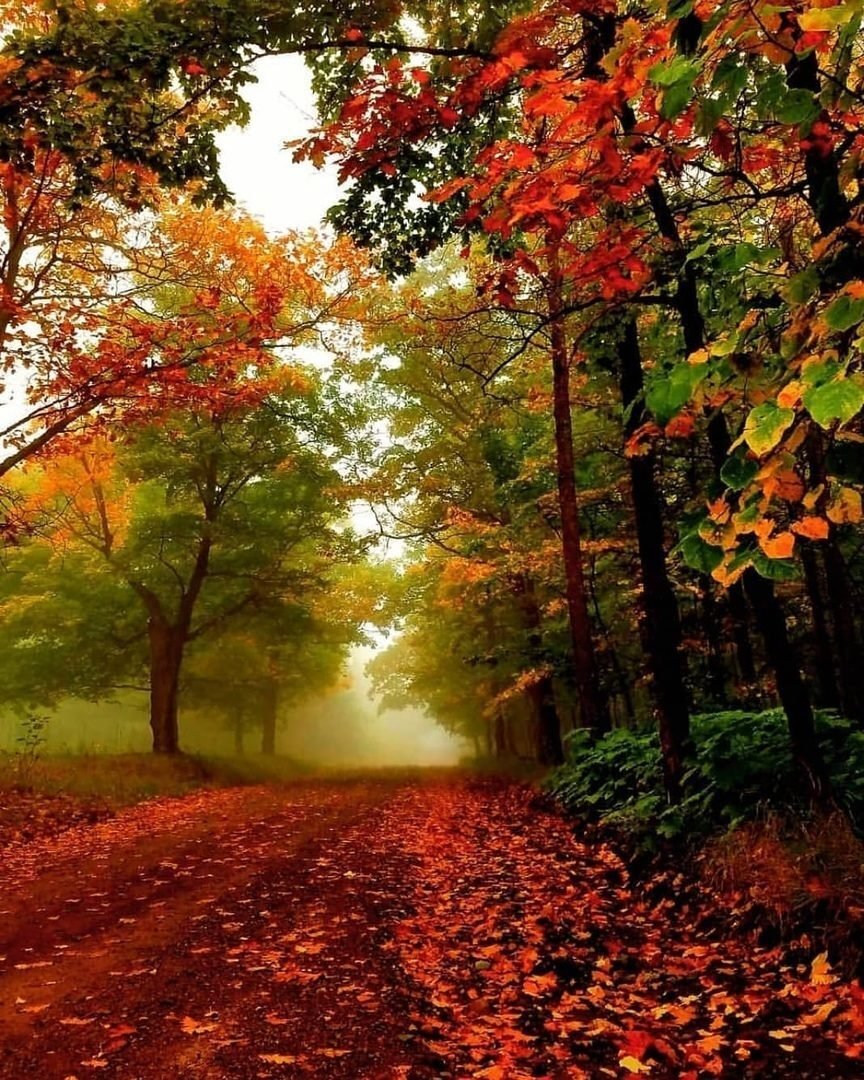 Осенние краски природы