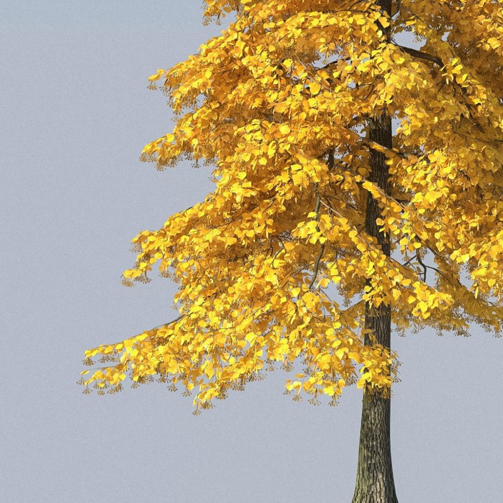 Липа дерево осенью