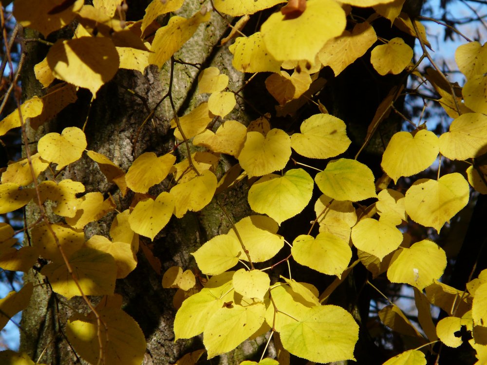 Липа европейская pallida листья