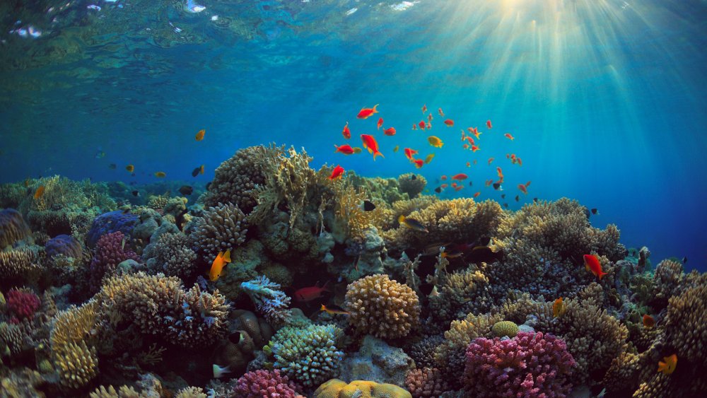 Красное море подводный мир кораллы