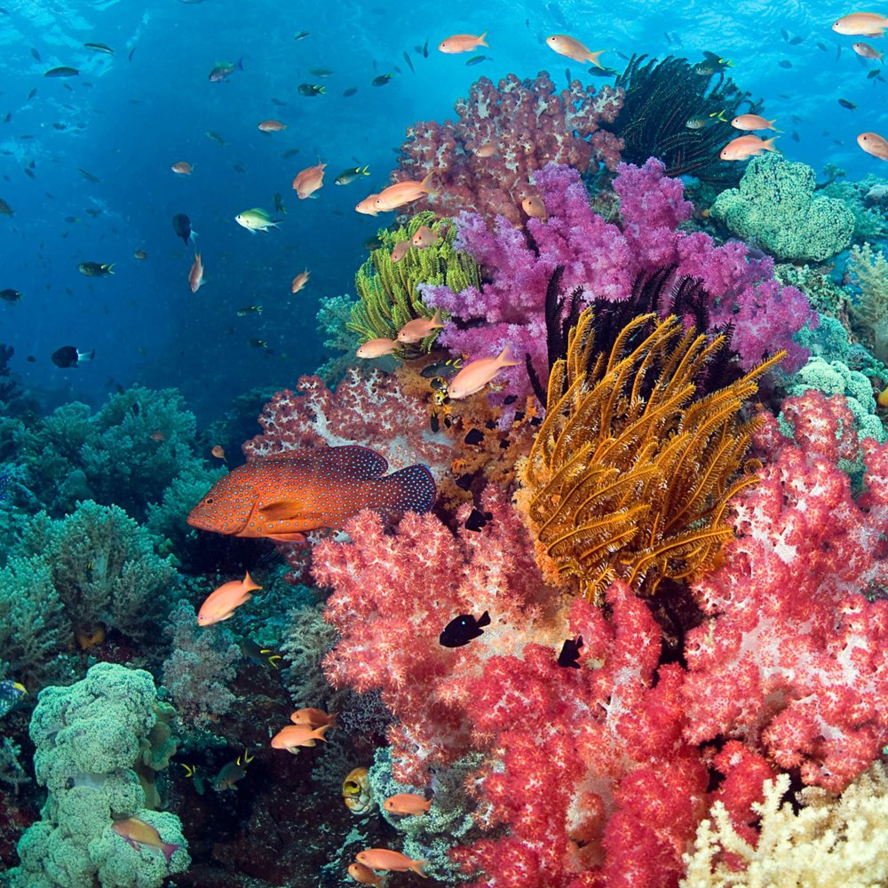 Коралловые рифы в Турции