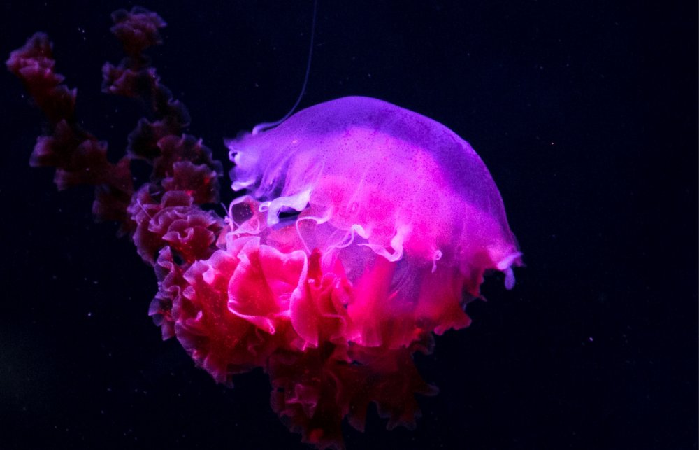 Класс Сцифоидные медузы