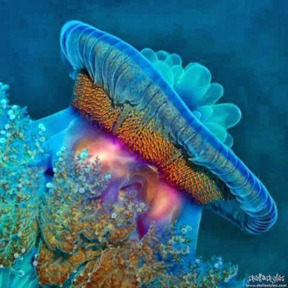 Биолюминесценция Голожаберный моллюск