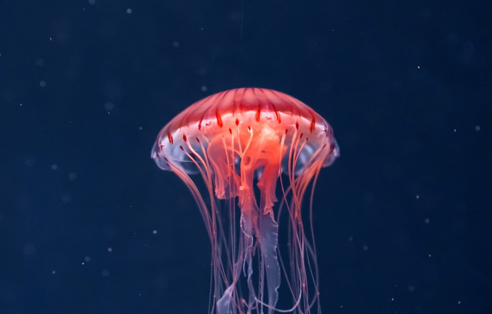 Яркие медузы