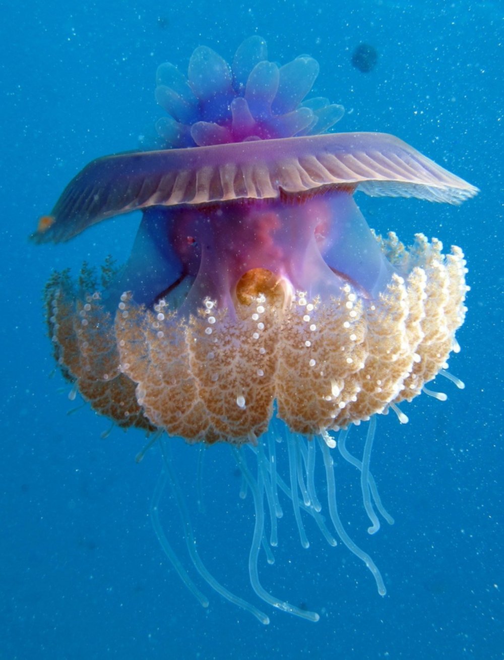 Книдария медуза