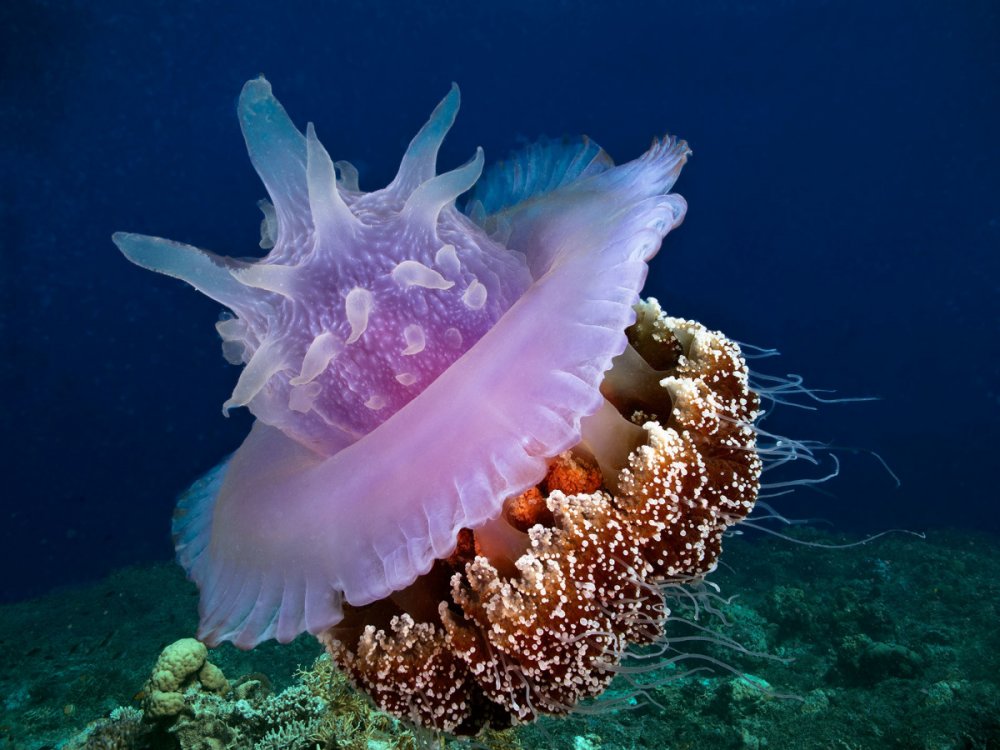 Большой Барьерный риф медузы