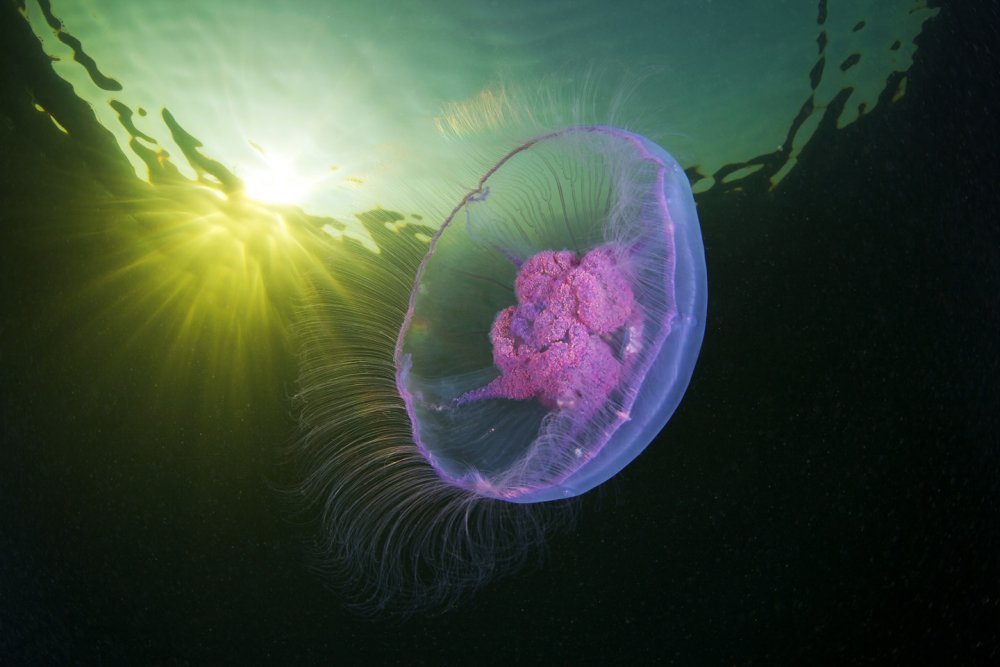 Аурелия мнемиопсис медуза в черном море