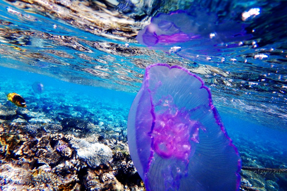 Шарм-Эль-Шейх море медуза