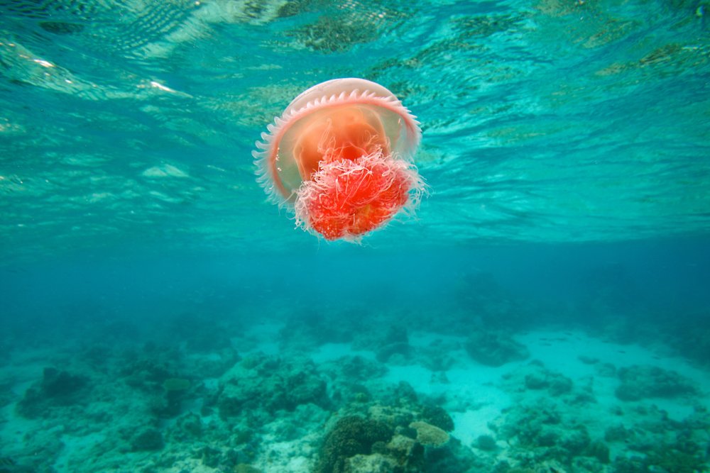 Коралловая медуза