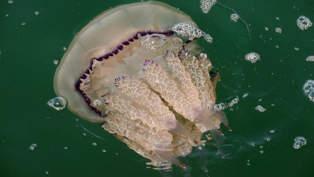 Медуза-корнерот (Rhopilema Nomadica, Scyphozoae),