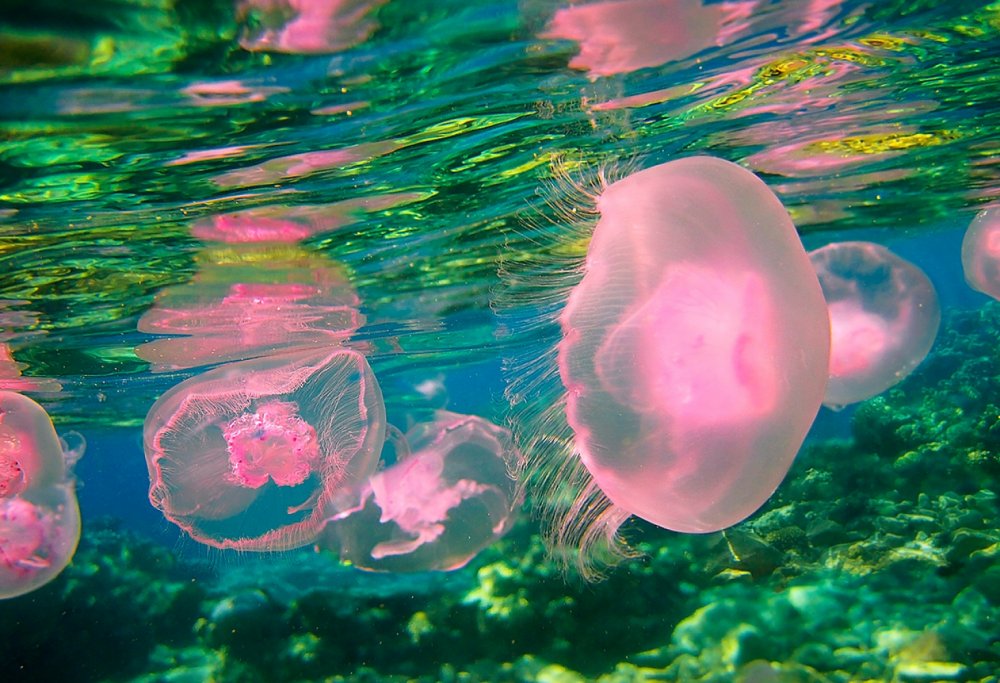 Медузы в китайском море