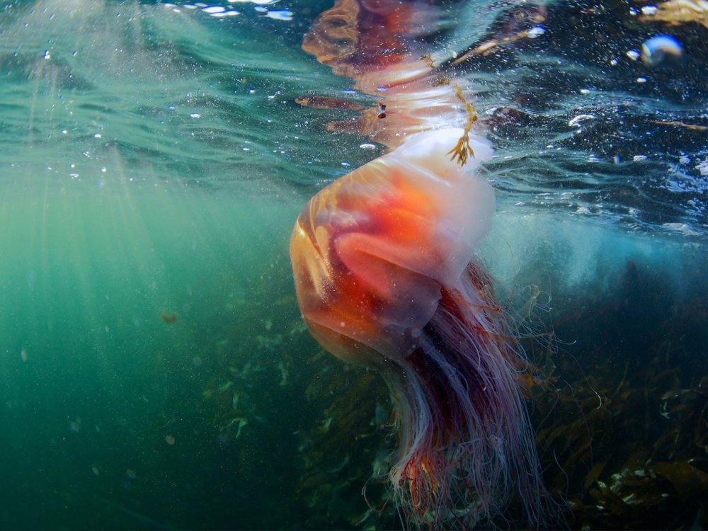 Красная медуза в Баренцевом море