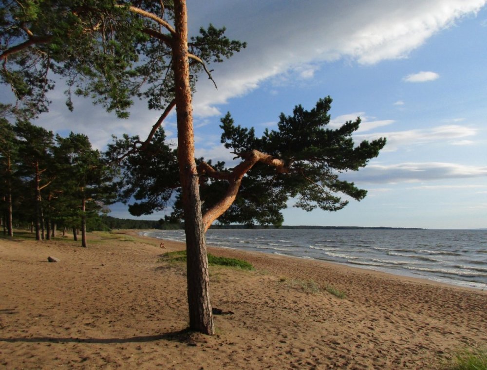 Сосновоборский пляж Ленинградской области