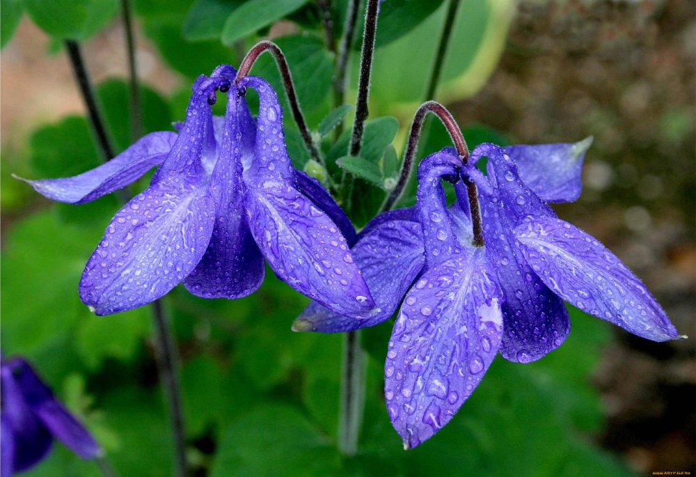 Фиолетовые цветы на алтае (56 фото)