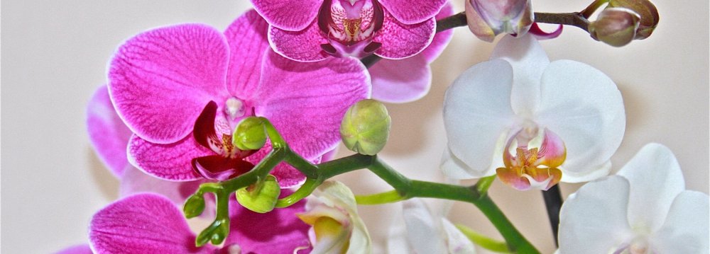 Орхидея Phalaenopsis Tession
