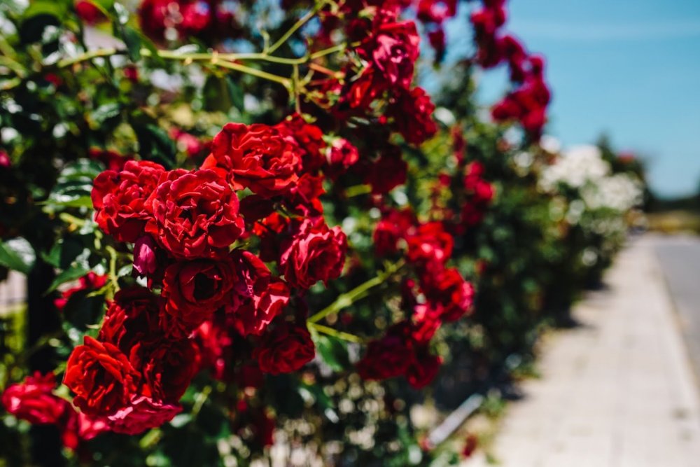 Красные розы в Болгарии
