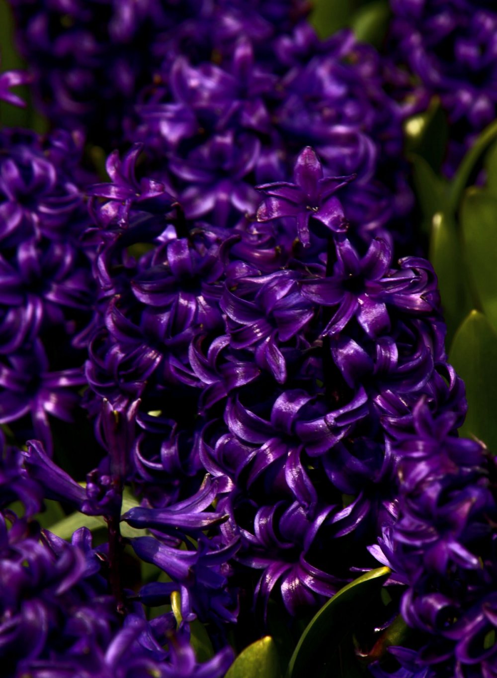 Тёмно фиолетовый гиацинт цветок