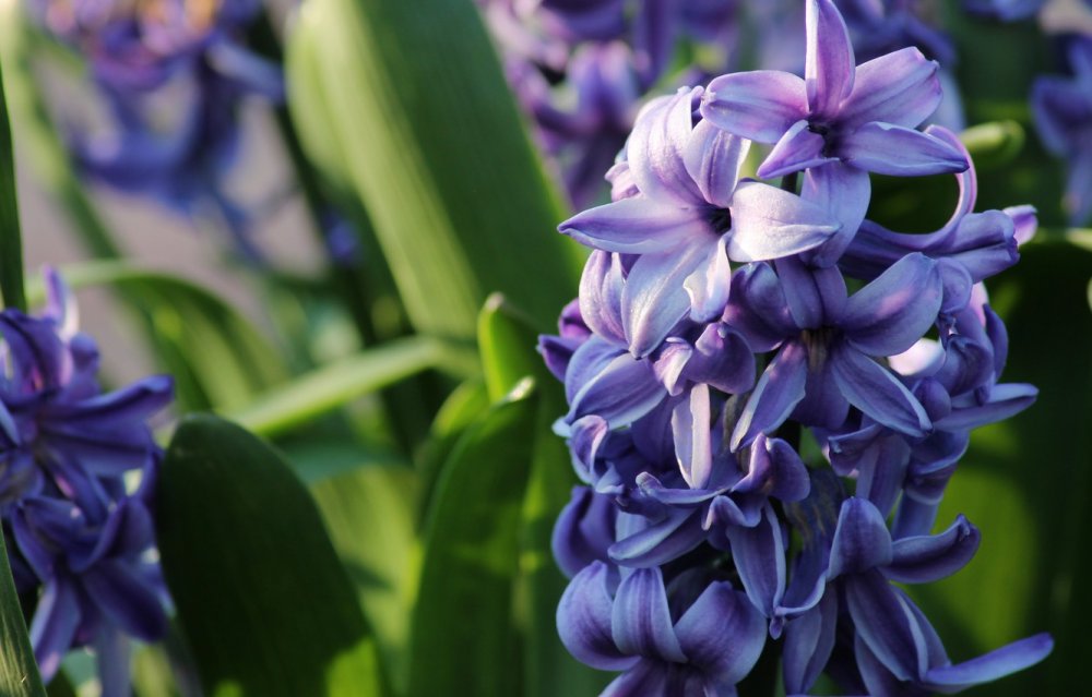Фиолетовый гиацинт / Purple Hyacinth