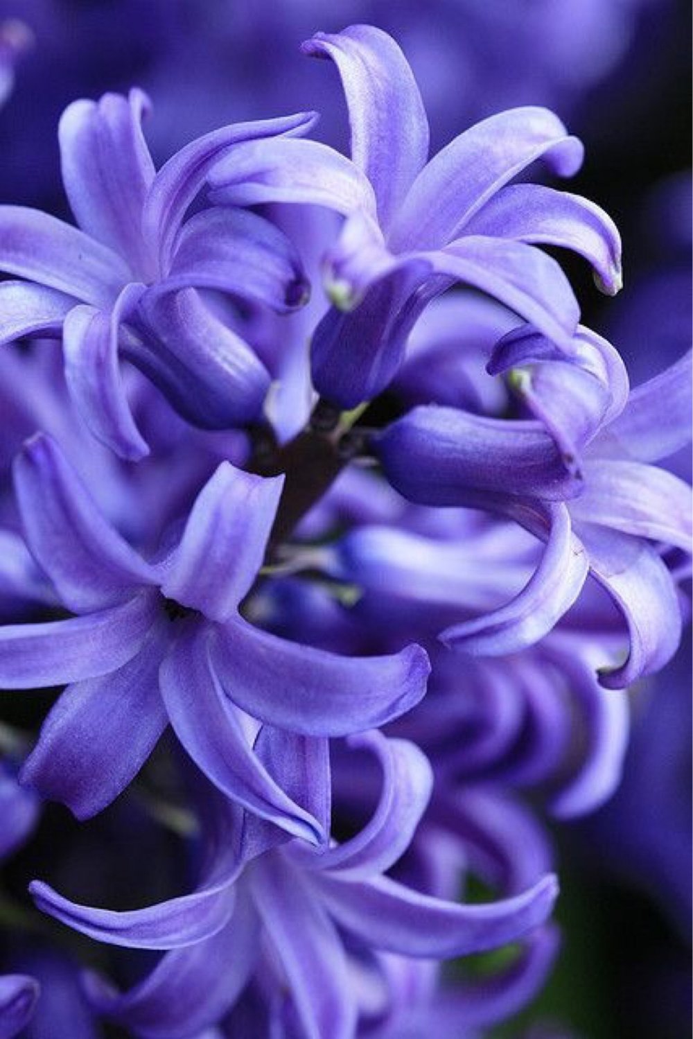 Hyacinth Lilac Flower