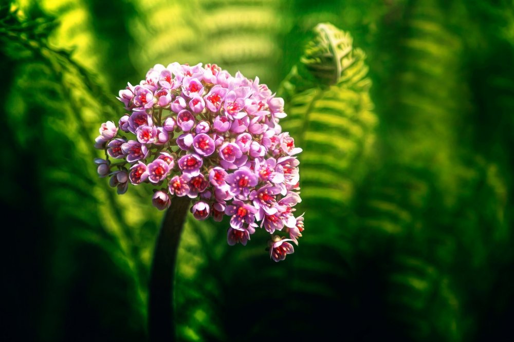 Капур качари растение цветение