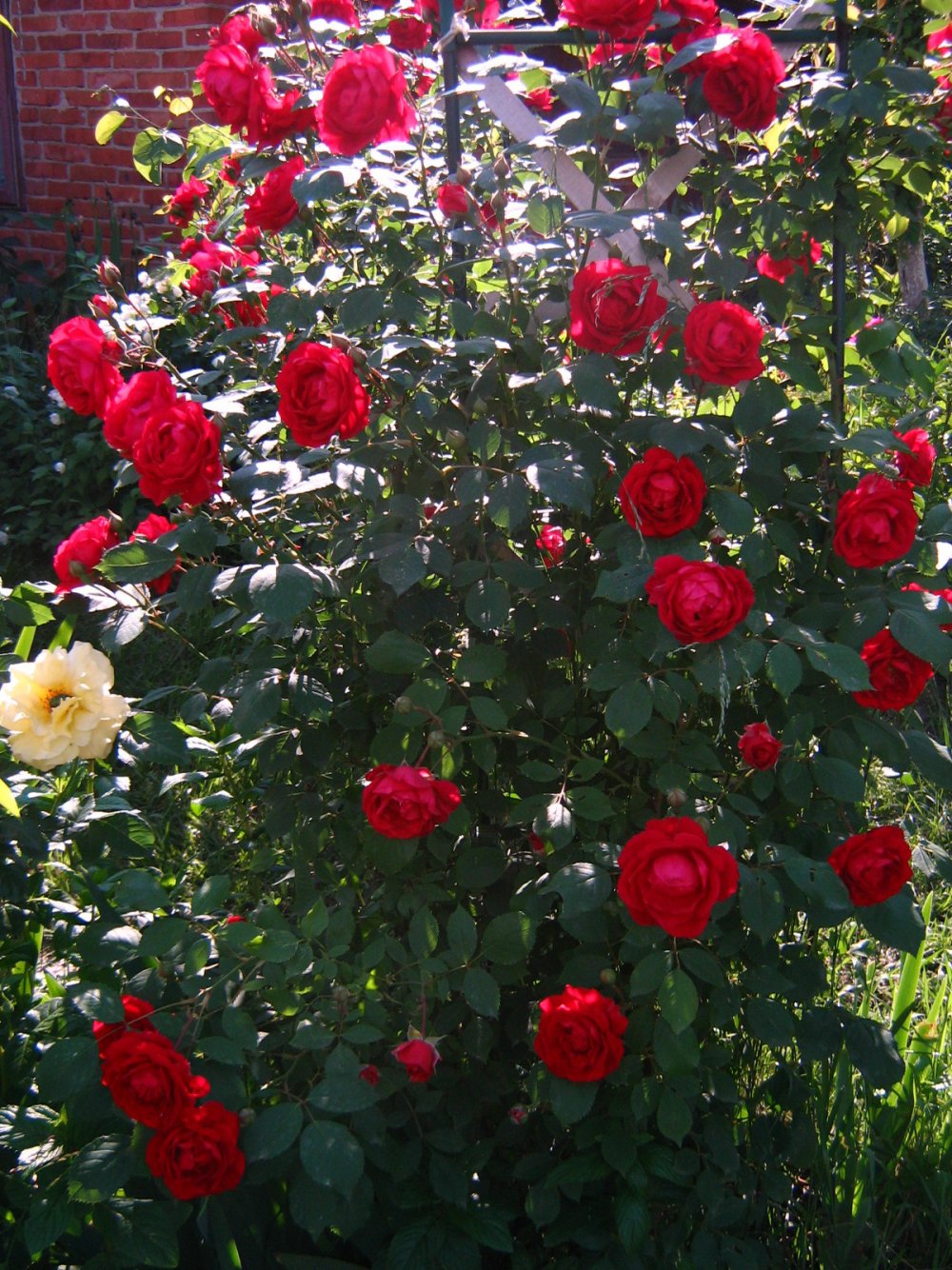 Розы плетистые Фламентанц