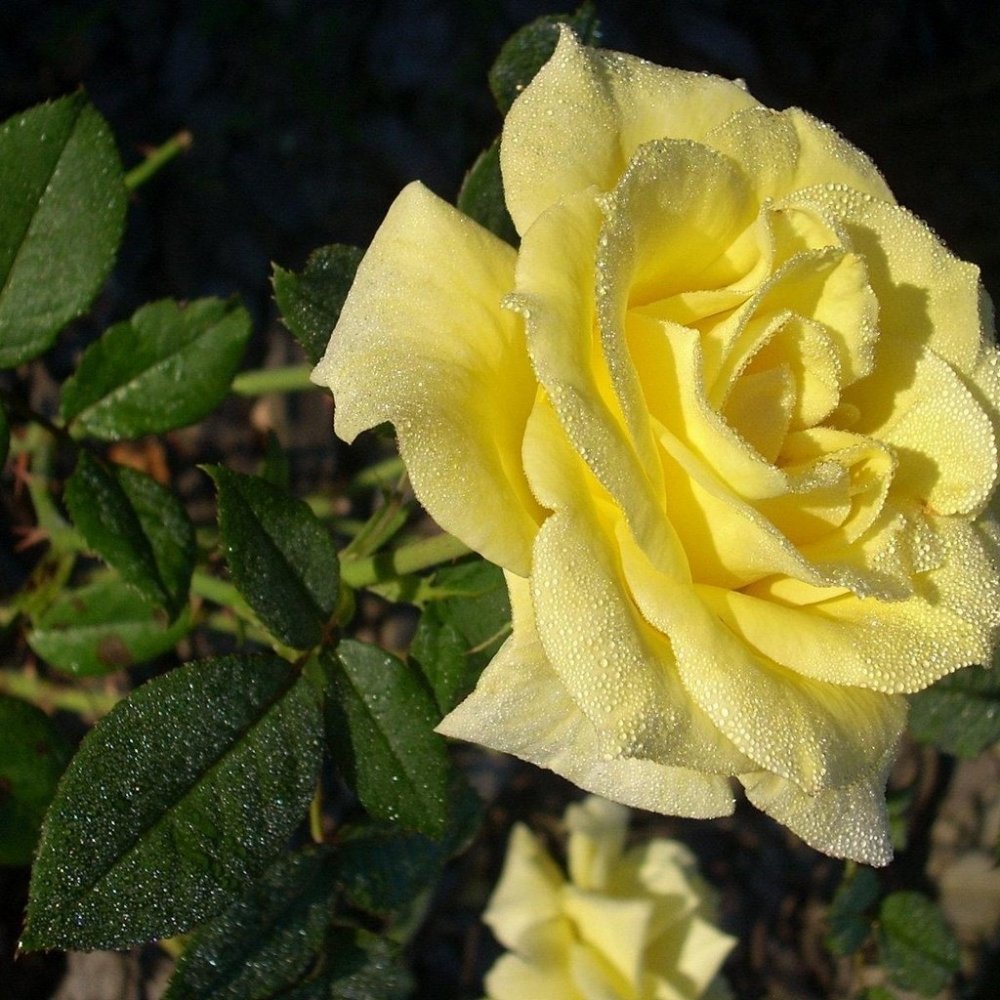 Фото роза чайная роскошная