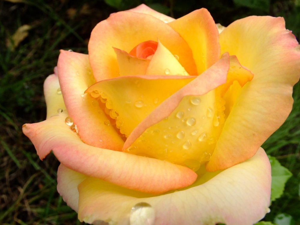 Роза чайно-гибридная Амбианс (ambiance)