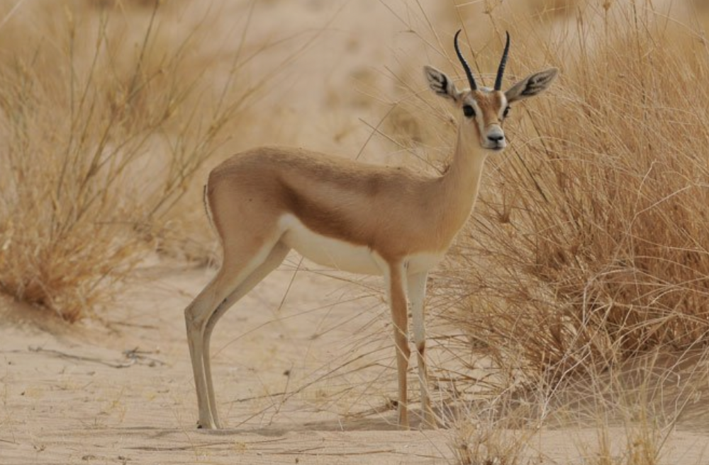 • Песчаная Газель (Gazella leptoceros)