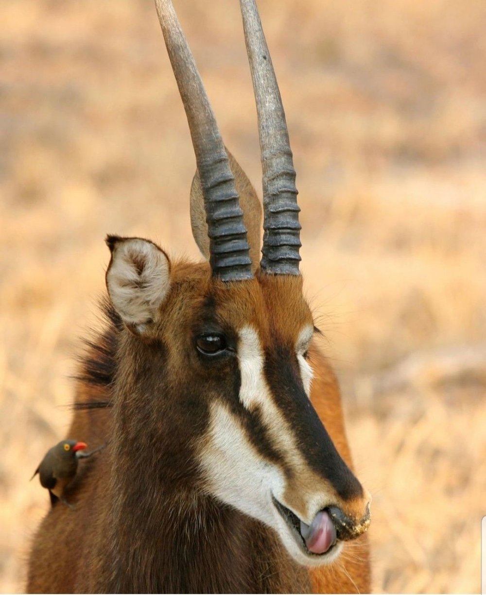 Зубы антилопы