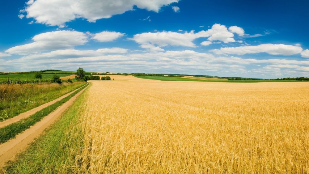 Орловщина природа поля пшеницы