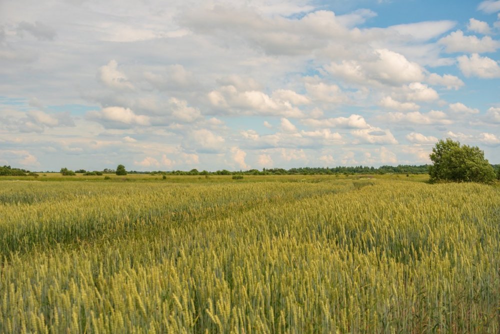 Пшеничные поля России