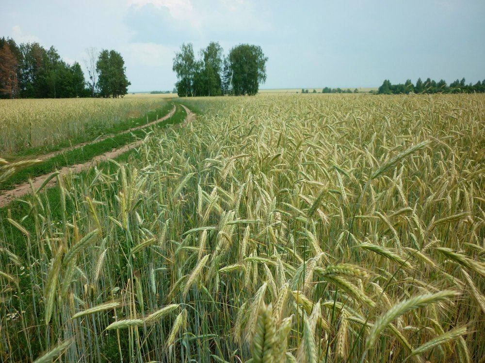 Земля пшеница
