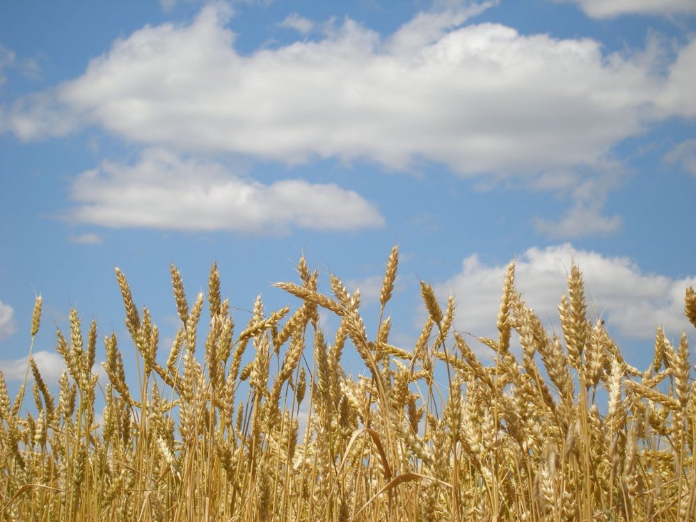 Русское поле пшеницы