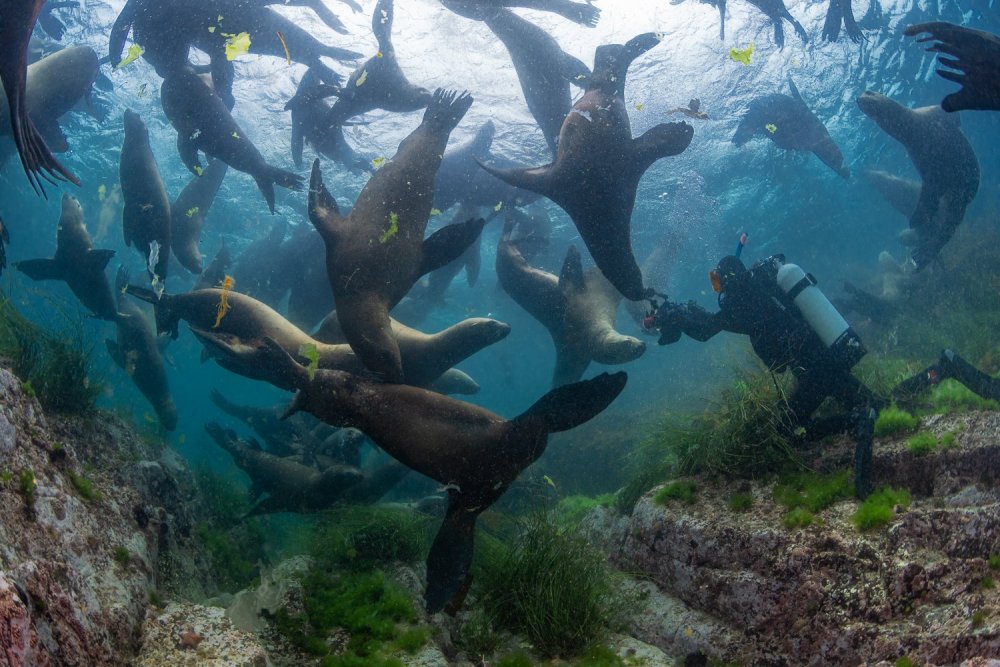 Увлекательный подводный мир острова Монерон афиша