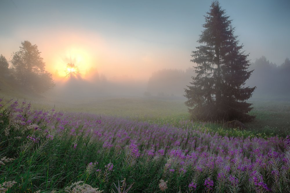 Цветочная Поляна на рассвете Эстетика в тумане