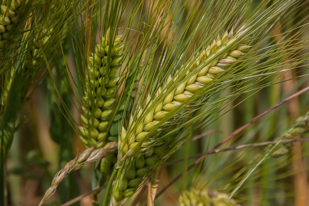 Пшеница рожь тритикале