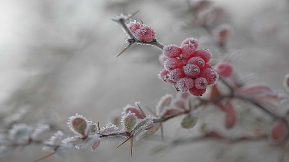 Нежные зимние цветы
