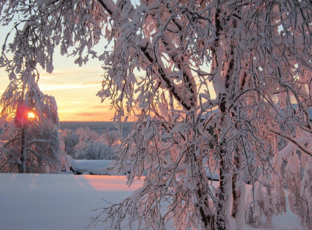 Деревья в зимнем серебре