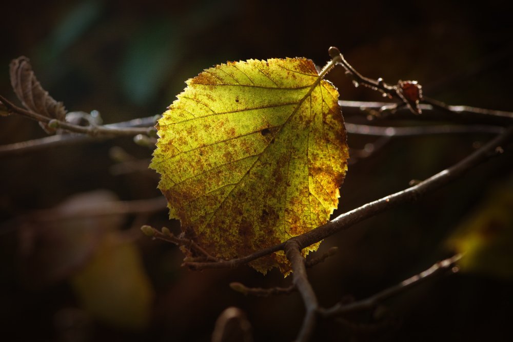 Лещина листья осенью