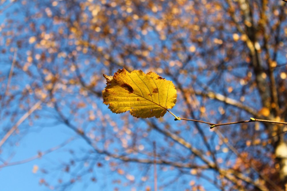 Осенний орешник лещина