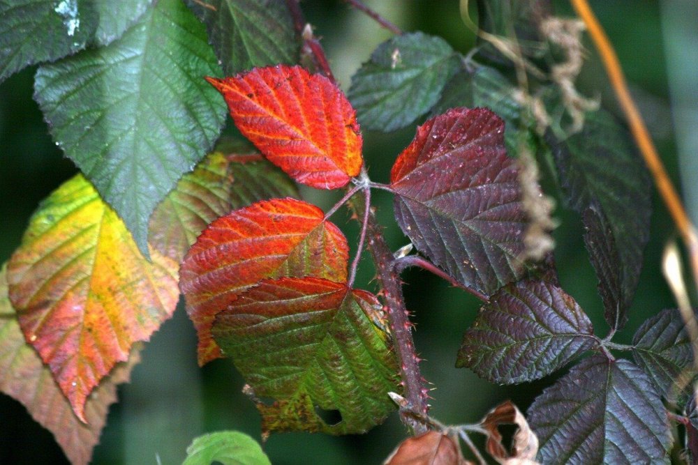 Осенний лист орешника