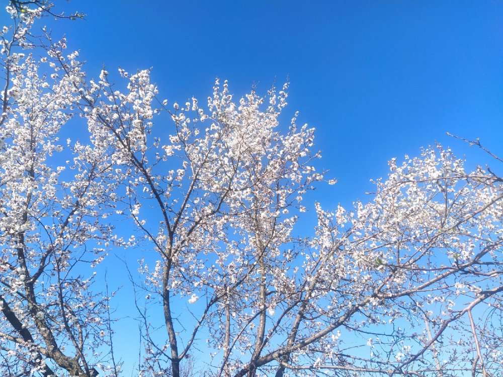 Абрикосовое дерево в марте
