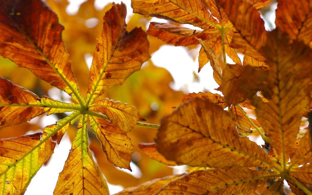 Окраска листьев каштана осенью