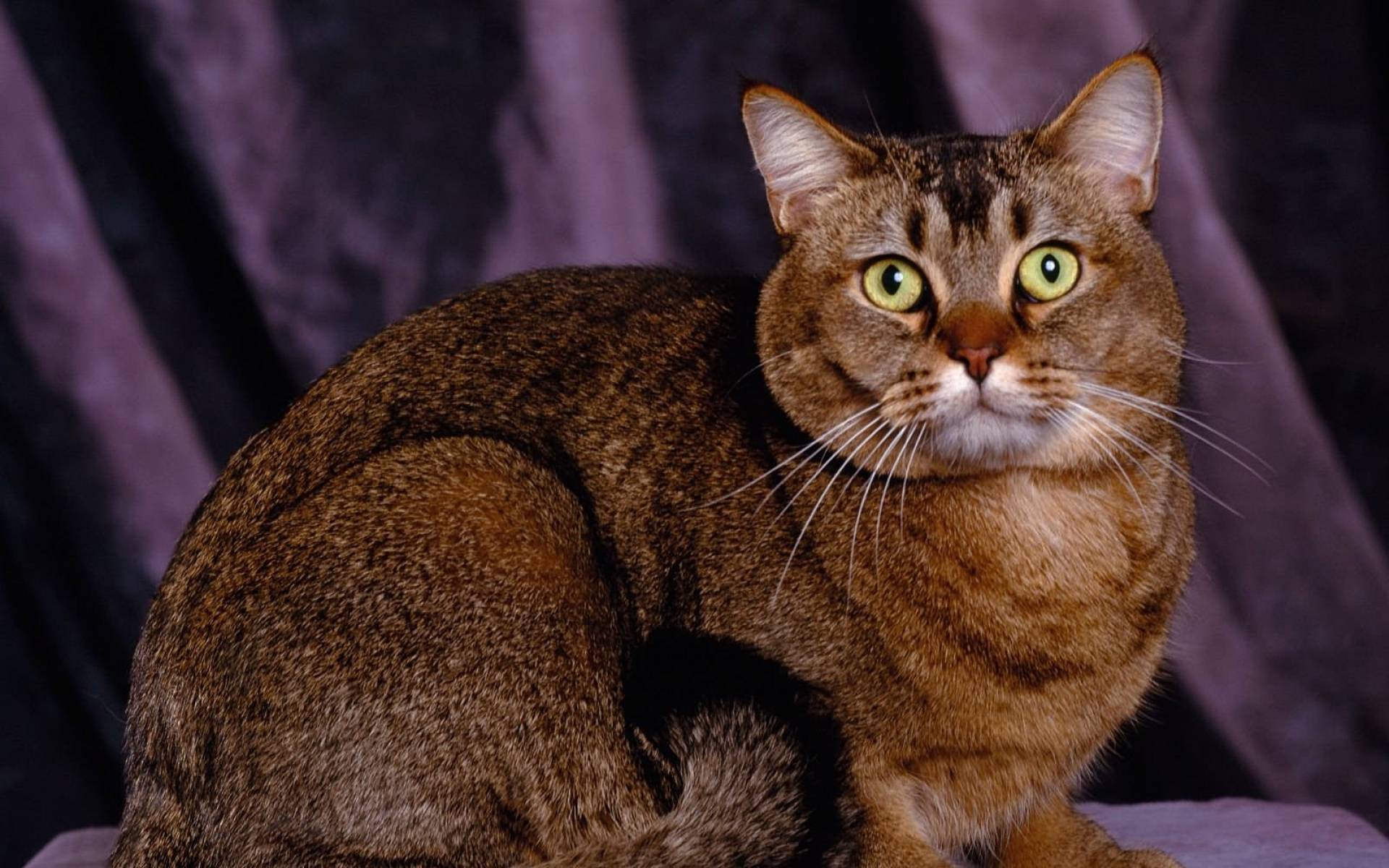 Другая порода кошек. Абиссинский табби. Порода кошек Меркурий. Коричневый короткошерстный кот. Красивые породистые кошки.