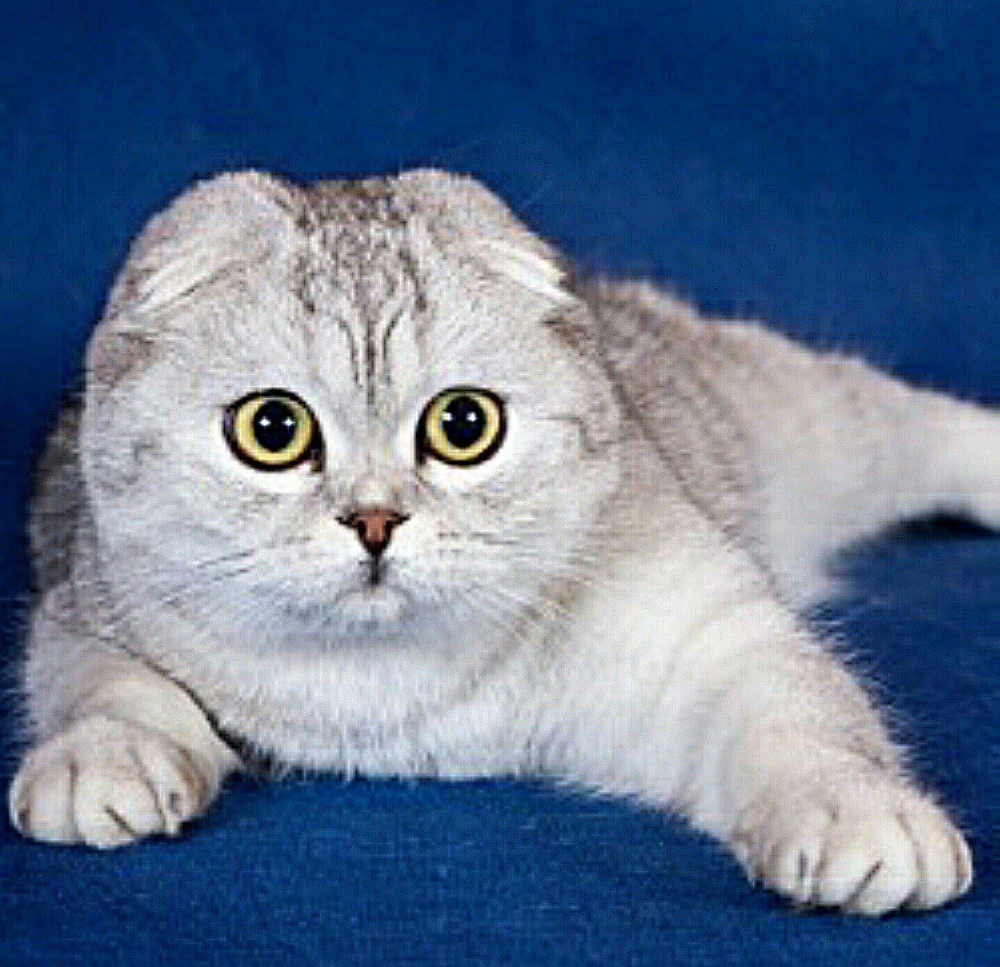 Фото вислоухой породы. Шотландская вислоухая кошка. Порода кошек скоттиш фолд. Шотландская порода. Тайская вислоухая.