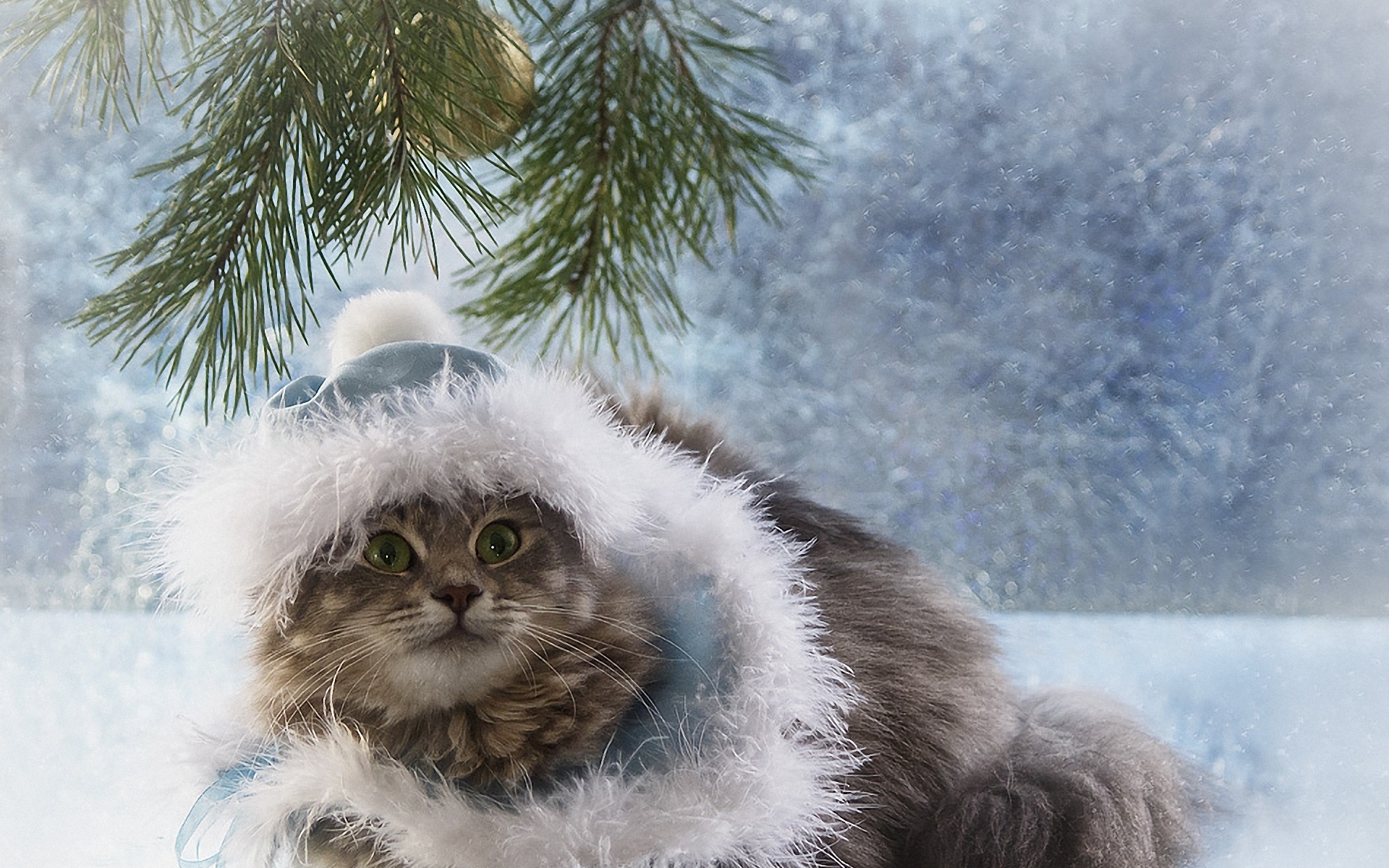 Зима картинки весело. Зимние котики. Пушистая зима. Пушистая Снежная зима. Кот новый год.