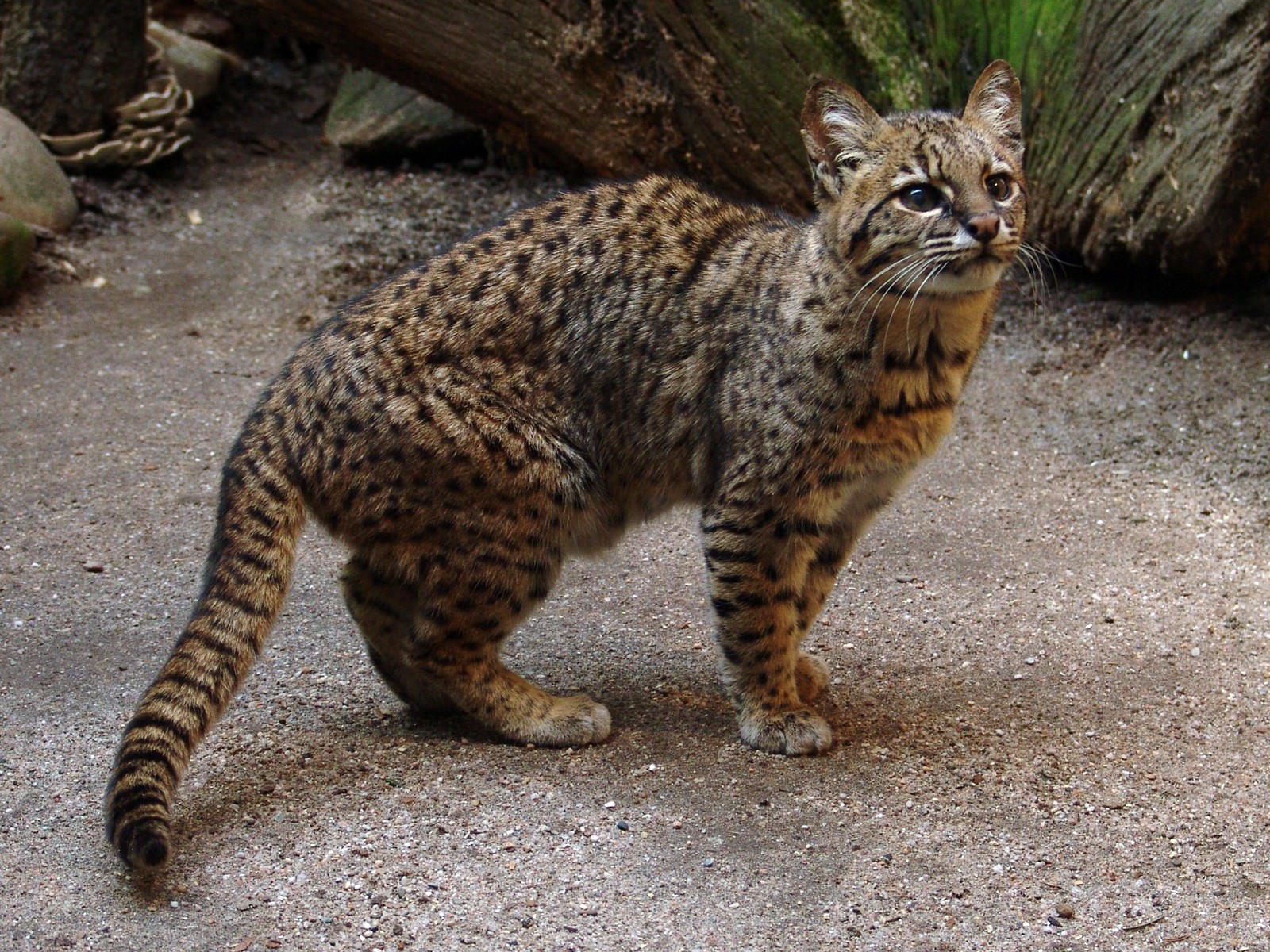 Дикие кошки список. Кошка Жоффруа (leopardus geoffroyi). Чилийская кошка кодкод. Чилийская кошка (кодкод) (leopardus guigna). Oncifelis geoffroyi.